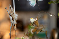 sprout_3_IMG_0007