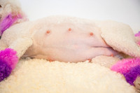 maternity addelynnIMG_9295