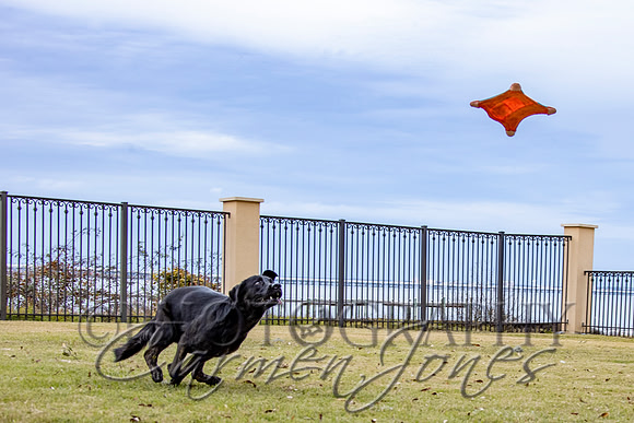 timmons_IMG_115