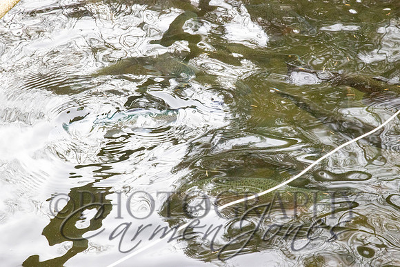 nantahala1124_IMG_0545