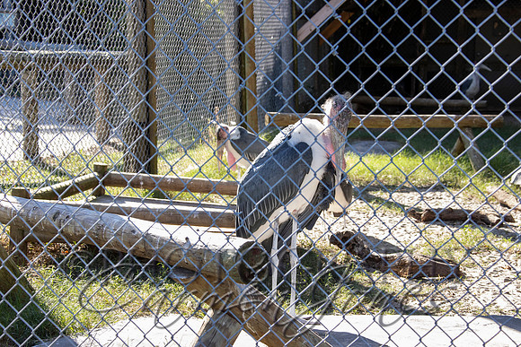 violetzoo_IMG_0196