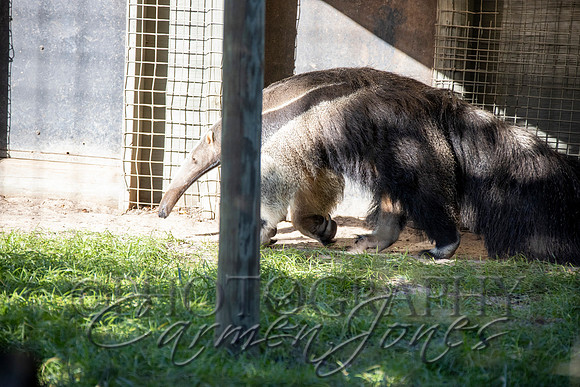 violetzoo_IMG_0233