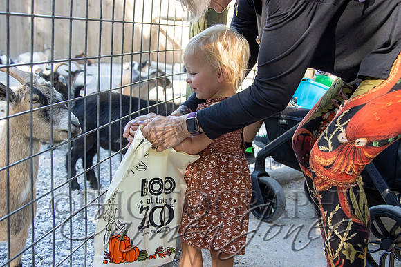 violetzoo_IMG_0067