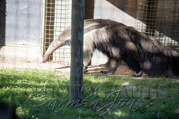 violetzoo_IMG_0234