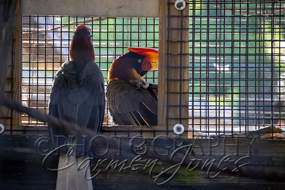 violetzoo_IMG_0231